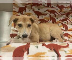 Siberian Husky-Unknown Mix Dogs for adoption in HESPERIA, CA, USA