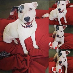Bullboxer Pit Dogs for adoption in Longview, TX, USA