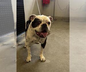 Olde Bulldog Dogs for adoption in Camarillo, CA, USA
