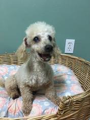 Small Poodle (Miniature)