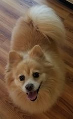 Pomeranian Dogs for adoption in Harrisburg, PA, USA