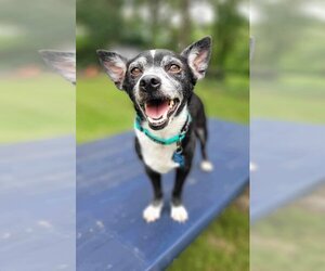 Chihuahua Dogs for adoption in Towson, MD, USA