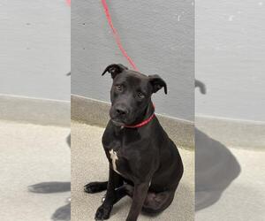 American Pit Bull Terrier-Labrador Retriever Mix Dogs for adoption in Las Vegas, NV, USA