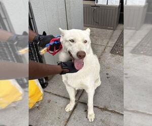 - Mix Dogs for adoption in Alameda, CA, USA