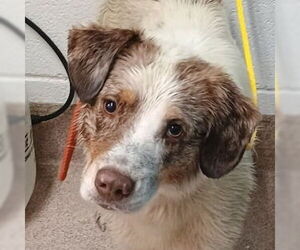 Australian Shepherd-Unknown Mix Dogs for adoption in Canton, CT, USA