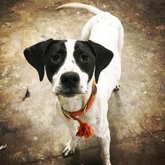 Pointer Dogs for adoption in Canton, CT, USA