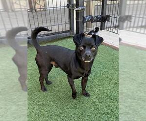 Chug Dogs for adoption in Sacramento, CA, USA