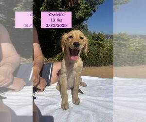 Golden Retriever Dogs for adoption in West Hollywood, CA, USA