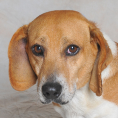 Basset Hound-Unknown Mix Dogs for adoption in Danville, KY, USA