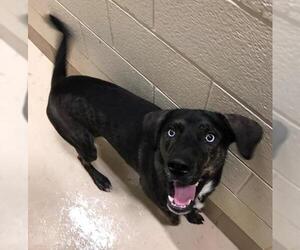 Black and Tan Coonhound-Labrador Retriever-Unknown Mix Dogs for adoption in Fredericksburg, VA, USA