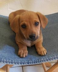 Dachshund Dogs for adoption in Dana Point, CA, USA