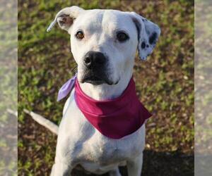 Medium Photo #1 American Staffordshire Terrier-Unknown Mix Puppy For Sale in San Antonio, TX, USA