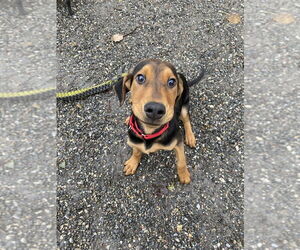 Medium Photo #3 Mutt Puppy For Sale in Elmsford, NY, USA