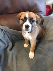 Medium Photo #1 Black Mouth Cur-Boxer Mix Puppy For Sale in Longview, TX, USA