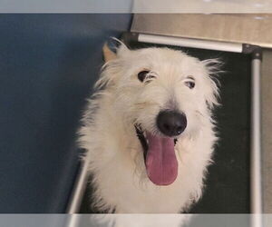 Airedale Terrier-Unknown Mix Dogs for adoption in San Clemente, CA, USA