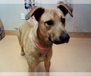 Black Mouth Cur-Unknown Mix Dogs for adoption in Martinez, CA, USA