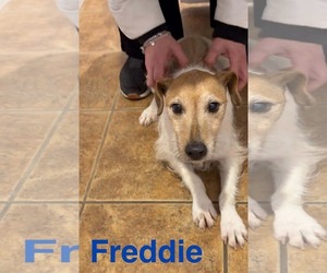 Medium Photo #1 Jack Russell Terrier-Unknown Mix Puppy For Sale in Westwood, NJ, USA