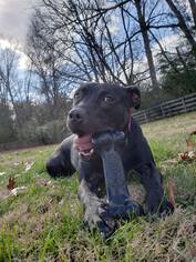 American Pit Bull Terrier-Unknown Mix Dogs for adoption in La Vergne, TN, USA