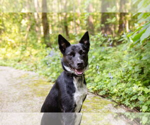 Mutt Dogs for adoption in Crete, IL, USA