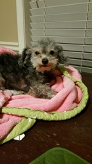 Poodle (Toy) Dogs for adoption in Conway, AR, USA