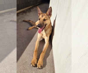 German Shepherd Dog Dogs for adoption in Seattle, WA, USA