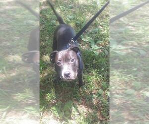 American Staffordshire Terrier Dogs for adoption in PORT RICHEY, FL, USA