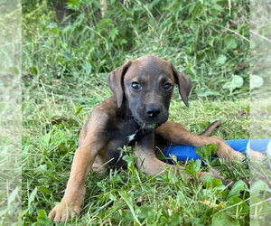 Labrador Retriever-Unknown Mix Dogs for adoption in Bolivar, MO, USA