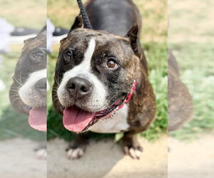Mutt Dogs for adoption in Manahawkin, NJ, USA