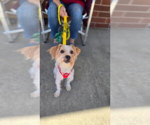 Mutt Dogs for adoption in Caldwell, NJ, USA