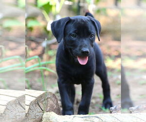 Mutt Dogs for adoption in Wakefield, RI, USA