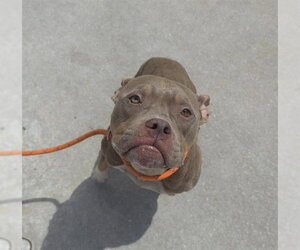 Bulldog-Unknown Mix Dogs for adoption in Fort Lauderdale, FL, USA