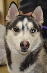 Siberian Husky Dogs for adoption in Memphis, TN, USA