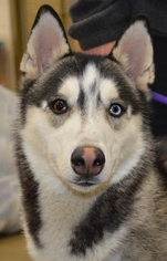 Small Siberian Husky