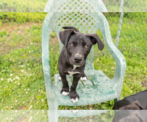 Border Collie-Unknown Mix Dogs for adoption in Landenberg, PA, USA