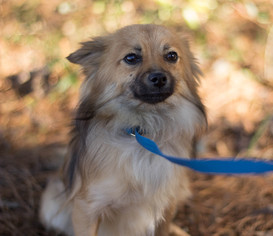 Chiranian Dogs for adoption in Brownsboro, AL, USA