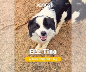 Border Collie-Cavalier King Charles Spaniel Mix Dogs for adoption in Agoura Hills, CA, USA