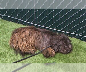 Mutt Dogs for adoption in Downey, CA, USA