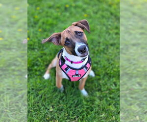 Basenji-Unknown Mix Dogs for adoption in Milwaukie, OR, USA