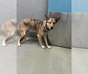 Catahoula Leopard Dog-Unknown Mix Dogs for adoption in Las Vegas, NV, USA