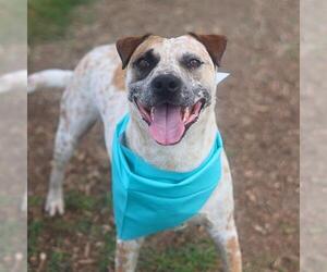 Mutt Dogs for adoption in San Antonio, TX, USA