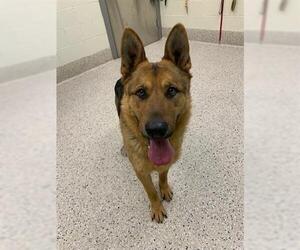 German Shepherd Dog Dogs for adoption in Brighton, CO, USA