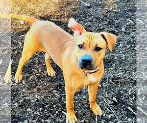 American Pit Bull Terrier-Unknown Mix Dogs for adoption in Holly Springs, NC, USA