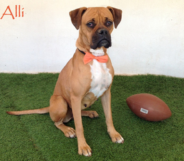 Boxer Dogs for adoption in San Diego, CA, USA