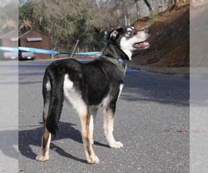 Huskies -Unknown Mix Dogs for adoption in Jamestown, CA, USA