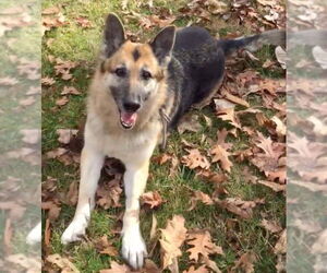 Mutt Dogs for adoption in Boise, ID, USA