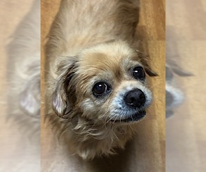 Cockinese Dogs for adoption in Mount Airy, NC, USA
