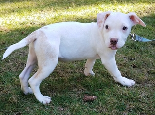 Medium Photo #1 American Pit Bull Terrier-Chihuahua Mix Puppy For Sale in Olalla, WA, USA