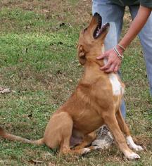 American Boston Bull Terrier Dogs for adoption in Potomac, MD, USA
