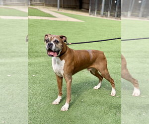 Boxer Dogs for adoption in Austin, TX, USA