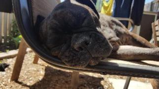 Frenchie Pug Dogs for adoption in Newcastle, , USA
